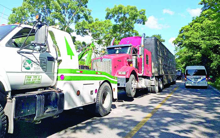 Trailer Cargado De Ganado Sufre Volcadura Peri Dico El Orbe