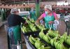 Chiapas Prepara Exportaciones de Frutas a Asia