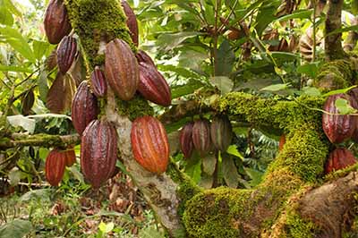 Productores de Cacao se Quejan de no Recibir Apoyos
