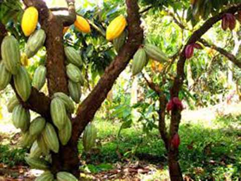 Reclaman Apoyos al Sector Cacaotero