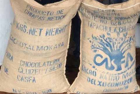 Sector Cacaotero Perjudicado con Apertura Comercial del TLCAN