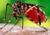 Investigan 11 Decesos por Probable Dengue en la Entidad