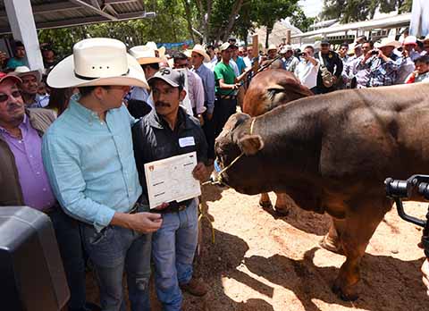 En el marco de la Expo Feria Internacional Comitán 2017, el Gobernador entregó 100 sementales bovinos de registro.