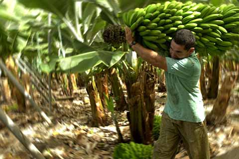 Inversionistas Construyen Planta Procesadora de Plátano en el Agroparque Industrial