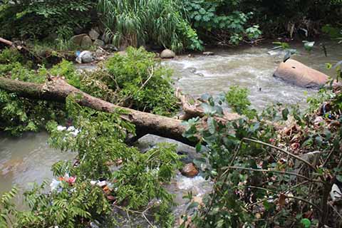 Árbol Provoca Tapón en Cauce del Río Texcuyoapan