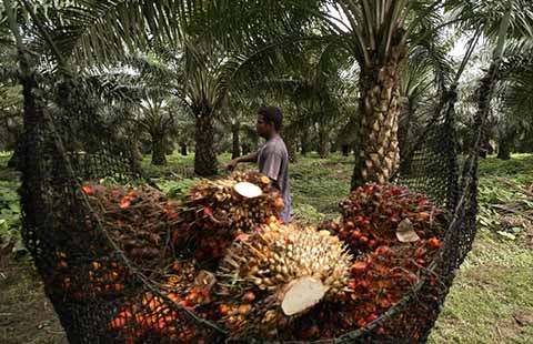 Cae 70% Cultivo de Palma Africana