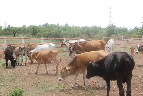 Escasez de Pastura por Sequía Afecta al Sector Ganadero del Soconusco