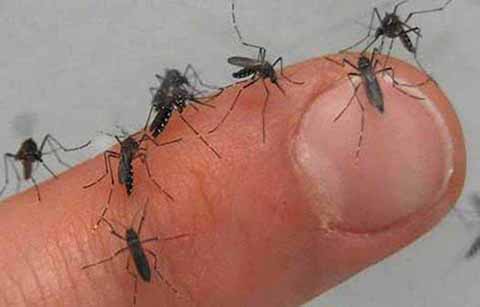 Registran 123 Casos de Dengue en el Soconusco
