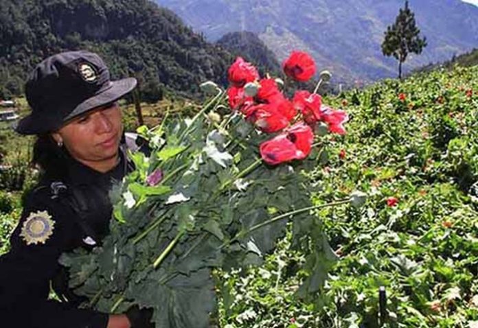 Temen que Amapola y Marihuana Cultivadas en Guatemala Entren a Chiapas por la Frontera