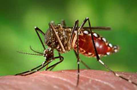 Alerta en Chiapas Por Brotes de Dengue Grave y Paludismo