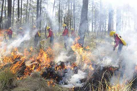 Incendios Forestales han Afectado 2 mil 321 Hectáreas en Chiapas