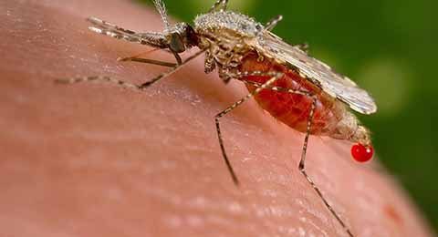 Alto Índice de Malaria en Chiapas Reporta Secretaria Federal de Salud