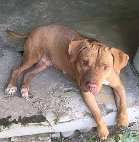 Falta de Cultura de Adopción Limita el Rescate de Perros Callejeros