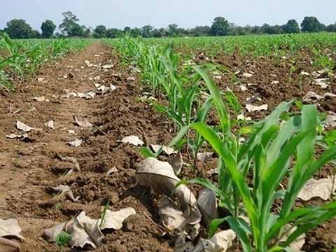 Uso Excesivo de Agroquímicos Afecta Cultivos en el Soconusco