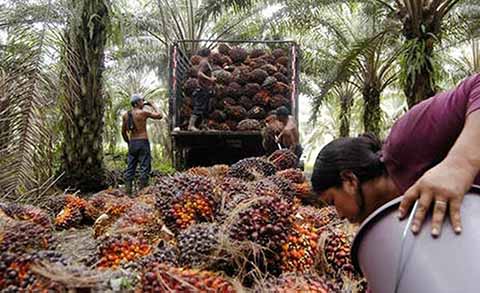 Palmicultores Chiapanecos Solicitan Aranceles a la Importación de Aceite