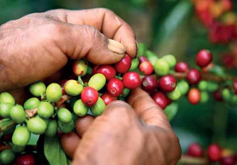 Disminuirá 40 % Producción de Café Debido a la Sequía en el Soconusco