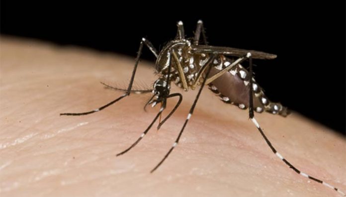 Mueren Otros Infectados de Dengue en las Últimas Horas en Chiapas