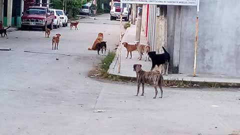 Jaurías de Perros Invaden las Calles de Huixtla