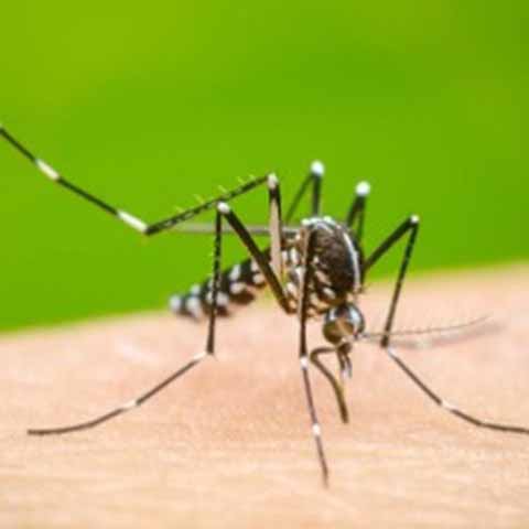 Se Dispara el Dengue en México Aumenta Más del 500 por Ciento