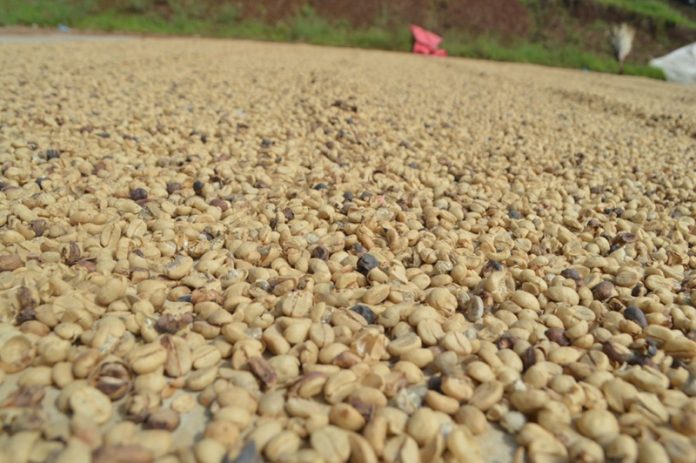 Campesinos Afectados Gravemente por Disminución del Valor del Café