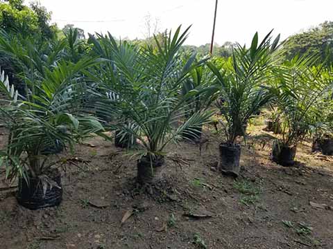 Palmicultores Piden ser Incluidos en Programas de SADER