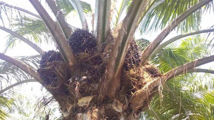 Decae Producción de Palma de Aceite en más del 50% por Sequía Prolongada