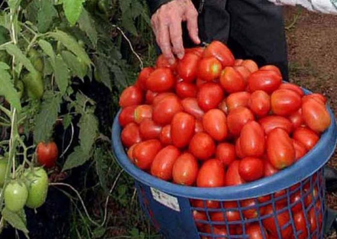 Productores de Tomate Mexicanos Buscan que les Eliminen Arancel de 17.5% en EU