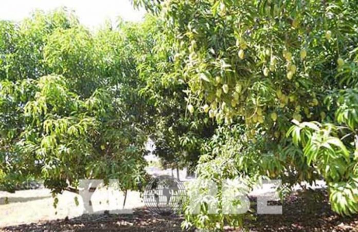 Cambio Climático Afecta Severamente Producción del Mango Ataulfo en la Región