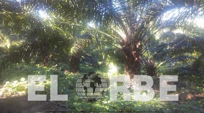 Chiapas, Principal Productor de Palma de Aceite en México