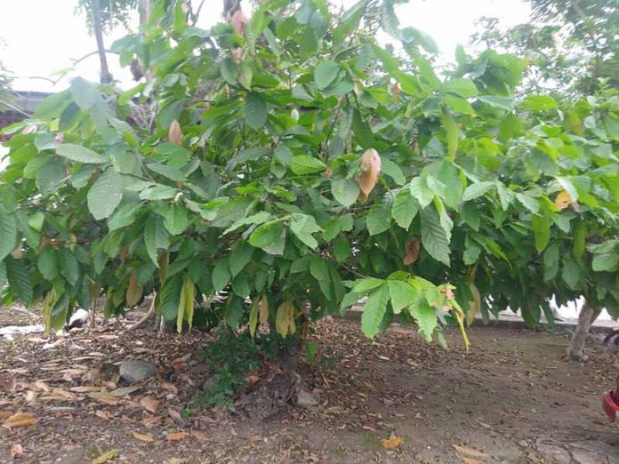 En Riesgo la Producción de Cacao por Falta de Lluvias