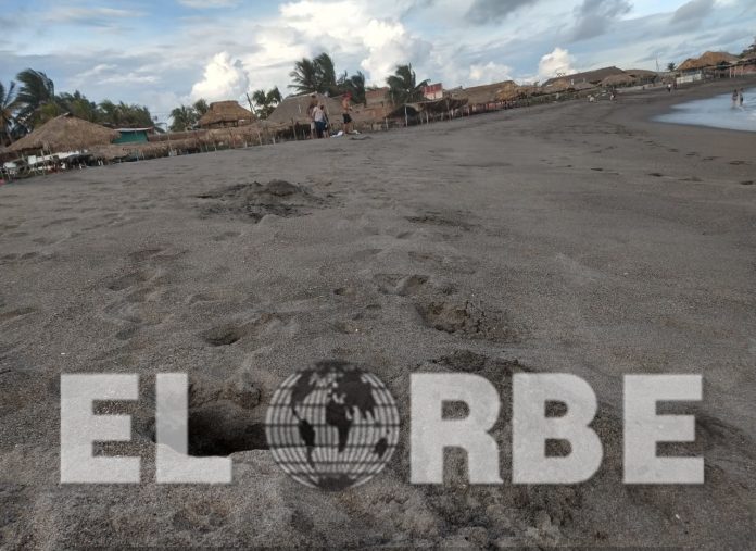 Llegan Miles de Tortugas a Chiapas Saquean Todos Sus Nidos en un Día