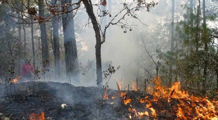 Incendio Arrasa 17 mil Hectáreas en Chimalapas