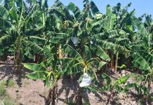 Reportan Pérdidas de Hasta el 40 % en Cosechas del Plátano en el Soconusco